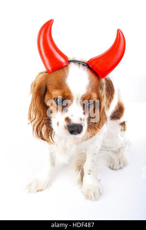 Teufel Hund Illustration. King Charles Spaniel mit Teufel Hut. Böser Hund. Böse Karnevalskostüm. Silvester. Teufel-Schild-symbol Stockfoto