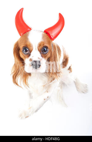 Teufel Hund Illustration. King Charles Spaniel mit Teufel Hut. Böser Hund. Böse Karnevalskostüm. Silvester. Teufel-Schild-symbol Stockfoto