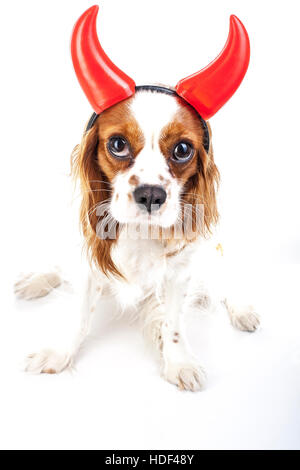 Teufel Hund Illustration. King Charles Spaniel mit Teufel Hut. Böser Hund. Böse Karnevalskostüm. Silvester. Teufel-Schild-symbol Stockfoto