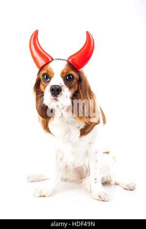 Teufel Hund Illustration. King Charles Spaniel mit Teufel Hut. Böser Hund. Böse Karnevalskostüm. Silvester. Teufel-Schild-symbol Stockfoto