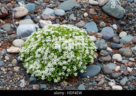 Kiesel Steinen Textur mit weißen Blüten Stockfoto