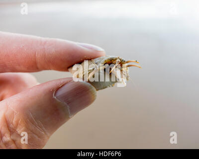 Ein Makro Schuss von einem winzigen juvenile Einsiedlerkrebs "Pagurus Bernhardus" in der Schale in gehalten einem mans Finger. Stockfoto