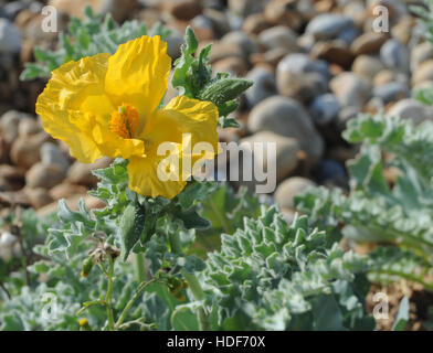 Pflanzen gelbe gehörnten Mohn (Glaucium Flavum) mit wachsartige helle gelbe Blumen und 30 cm langen Samenkapseln auf Schindel hinter dem Strand wachsen. Stockfoto