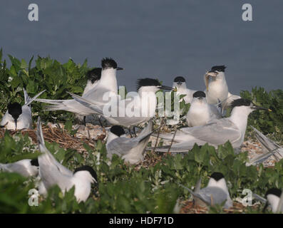 Sandwich Terns (Sterna sandvicensis) in Zucht Gefieder an einem Schindel Insel Nistplatz. Ein Vogel hat zu seiner nächsten mit einem Fisch zurück. Roggen Hafen Stockfoto