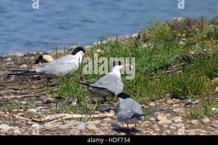 Sandwich Terns (Sterna sandvicensis) in Zucht Gefieder an einem Schindel Insel Nistplatz. Ein Vogel hat zu seiner nächsten mit einem Fisch zurück. Roggen Hafen Stockfoto