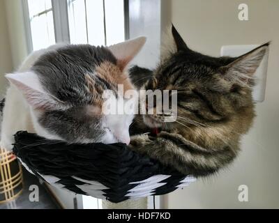 Zwei niedliche Katzen kuscheln, während sie auf einem Katzenhaus schlafen Stockfoto