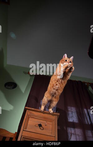 Ingwer Katze Springen Aus Schrank Stockfotografie Alamy