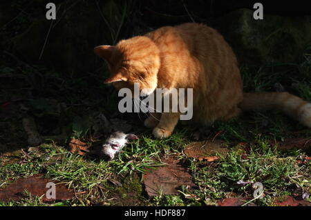 Der Rattenfänger Stockfoto