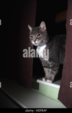 Tabby Katze versteckt sich hinter Vorhang Stockfoto