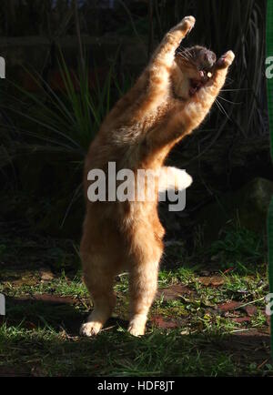Der Rattenfänger Stockfoto