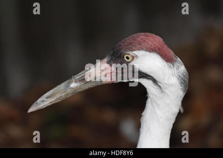 Eine vom Aussterben bedrohte Schreikranich Grus americana Stockfoto