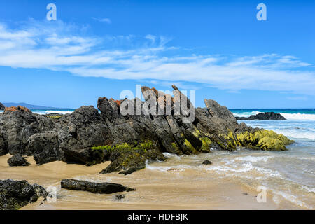 Paläozoikum Sedimentgesteine in grün Algen bedeckt, Steinbruch Strand, Mallacoota, Victoria, Australien. Website der geologischen und geomorphologischen Bedeutung Stockfoto