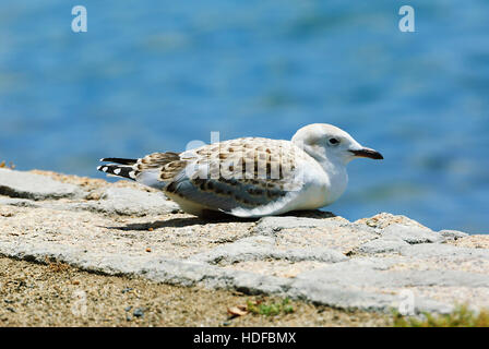 Unreife silberne Möwe (Larus novaehollandiae), Mallacoota, Victoria, VIC, Australien Stockfoto