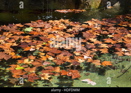 Reisen Sie nach Italien - Laub der Ahorn Baum Schwimmer auf der Wasserfläche des Brunnens in öffentlichen Gärten der Villa Borghese in Rom im Herbst Stockfoto