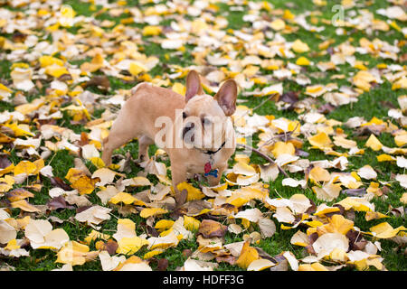 Französische Bulldogge - Canis Lupus Familiaris, ältere Welpen in Laub Hintergrund Stockfoto