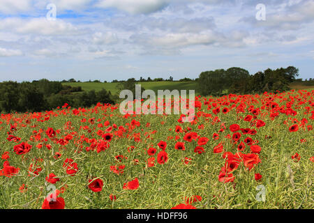 Ein Feld-Op-Mohnblumen auf Lolland, Dänemark Stockfoto