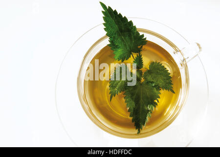 Brennnessel-Tee in ein Teeglas Stockfoto
