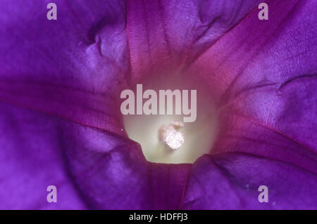 Lila Blume eines Ackerwinde oder Morning Glory (Convolvulaceae), Makro Stockfoto