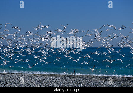 Herde von Lachmöwen (Chroicocephalus Ridibundus) an einem Strand, Nizza, Frankreich, Europa Stockfoto