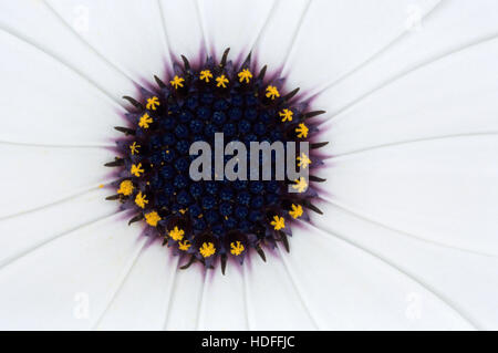 Weiße Gänseblümchen (Bellis Perennis) Blume, Makro Stockfoto