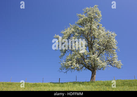 Blühender Birnbaum (Pyrus) Stockfoto