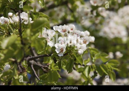Blühender Birnbaum (Pyrus) Stockfoto