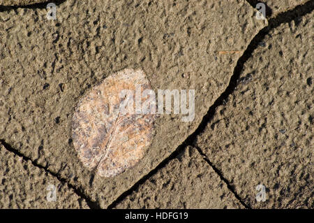 Buche-Blatt auf der ausgetrockneten Erde Stockfoto