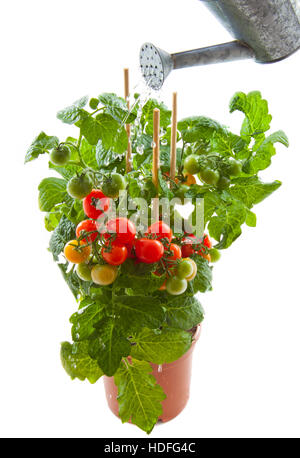 Tomaten in ein Gefäß mit Gießkanne Stockfoto