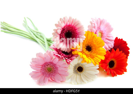 Strauß, die bunten frischen Gerbera über weißen isoliert Stockfoto