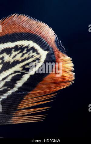 Nahaufnahme einer Phaesant Feder Stockfoto