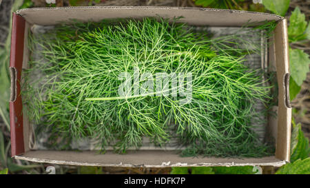 Dill in der Box-Draufsicht Stockfoto