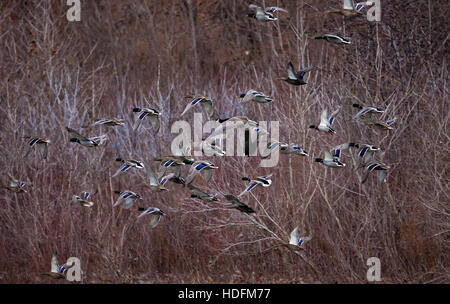 Kanadische Gänse und Stockenten fliegen gemeinsam entlang in einem Flusstal. Stockfoto
