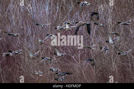 Kanadische Gänse und Stockenten fliegen gemeinsam entlang in einem Flusstal. Stockfoto