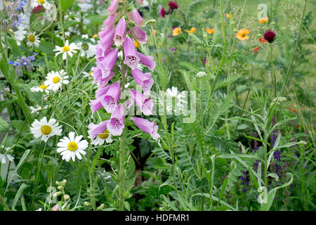 Fingerhut und Oxeye Gänseblümchen Wildblumen Stockfoto