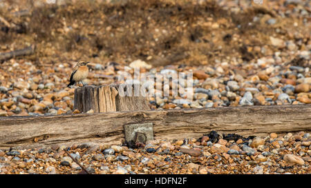 Wüste Steinschmätzer an der Normannen Bay Beach, UK. Winter-Migranten. Stockfoto