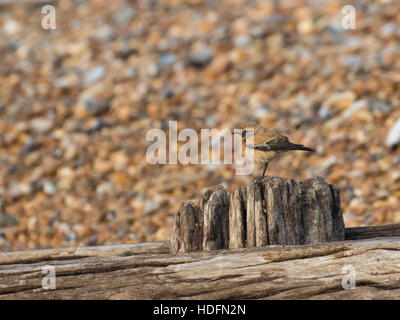 Wüste Steinschmätzer an der Normannen Bay Beach, UK. Winter-Migranten. Stockfoto