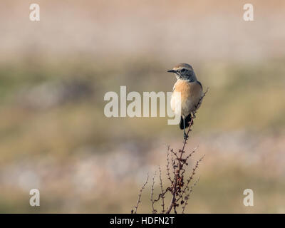 Wüste Steinschmätzer an der Normannen Bay Beach, UK. Winter-Migranten. Stockfoto