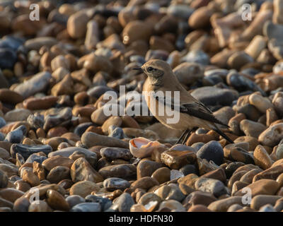 Wüste Steinschmätzer an der Normannen Bay Beach, UK. Winter-Migranten. Stockfoto