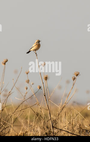 Wüste Steinschmätzer an der Normannen Bay Beach, UK. Winter-Migranten. Stockfoto