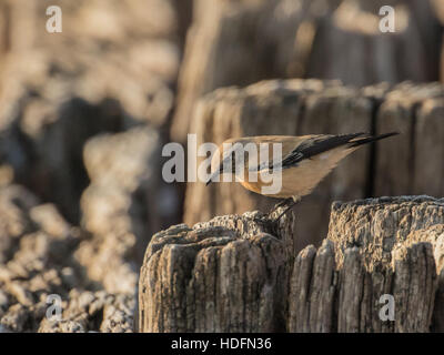 Wüste Steinschmätzer an der Normannen Bay Beach, UK. Winter-Migranten. Stockfoto