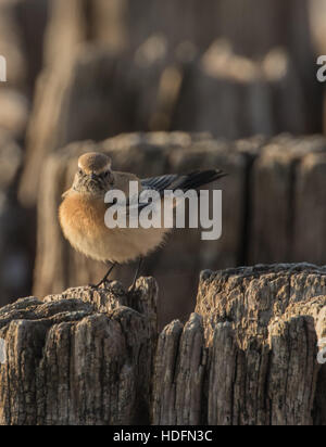 Wüste Steinschmätzer an der Normannen Bay Beach, UK. Winter-Migranten. Stockfoto