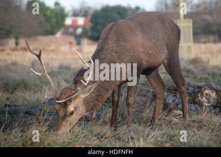 London, UK. 11. Dezember 2016. Jugendliche und Erwachsene rot und falb Hirsche Chillen am Bushi Park. Zurzeit rund 320 Hirsch am Bushy Park und ihre Weide Ergebnisse wichtig, hohe Tier-und Pflanzenwelt des Parks Wiesen Werterhaltung. Bildnachweis: Alberto Pezzali/Pacific Press/Alamy Live-Nachrichten Stockfoto