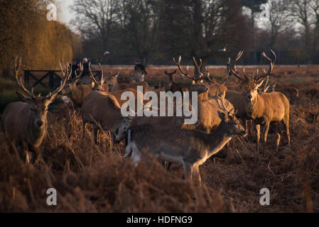 London, UK. 11. Dezember 2016. Jugendliche und Erwachsene rot und falb Hirsche Chillen am Bushi Park. Zurzeit rund 320 Hirsch am Bushy Park und ihre Weide Ergebnisse wichtig, hohe Tier-und Pflanzenwelt des Parks Wiesen Werterhaltung. Bildnachweis: Alberto Pezzali/Pacific Press/Alamy Live-Nachrichten Stockfoto