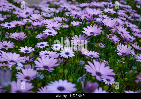 Osteospermum violett Daisy Blumen als Hintergrund mit Schwerpunkt in der Mitte Stockfoto