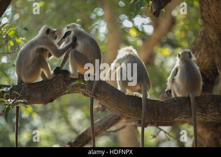 Northern Plains grau Languren Affen (Semnopithecus Entellus) auch bekannt als Hanuman-Languren Stockfoto