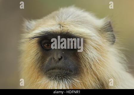 Northern Plains grau Languren Affen (Semnopithecus Entellus) auch bekannt als Hanuman-Languren Stockfoto