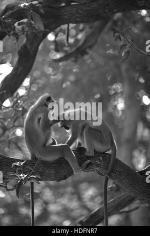 Northern Plains grau Languren Affen (Semnopithecus Entellus) auch bekannt als Hanuman-Languren Stockfoto