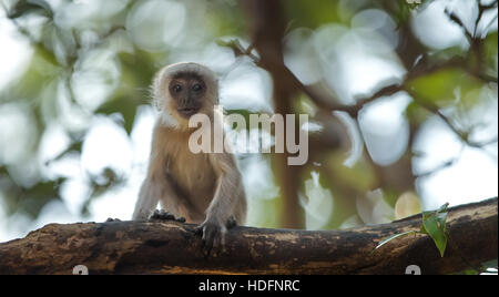 Baby grauen Languren sitzt in einem Baum, Rajasthan, Indien. Graue Languren sind die am weitesten verbreitete Languren in Südasien. Stockfoto