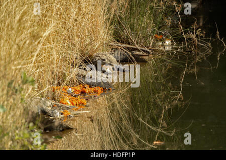 Krokodile im indischen Dschungel, Ranthambore, Rajasthan, Indien Stockfoto