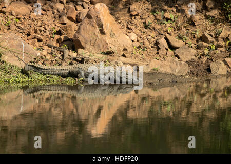 Krokodile im indischen Dschungel, Ranthambore, Rajasthan, Indien Stockfoto